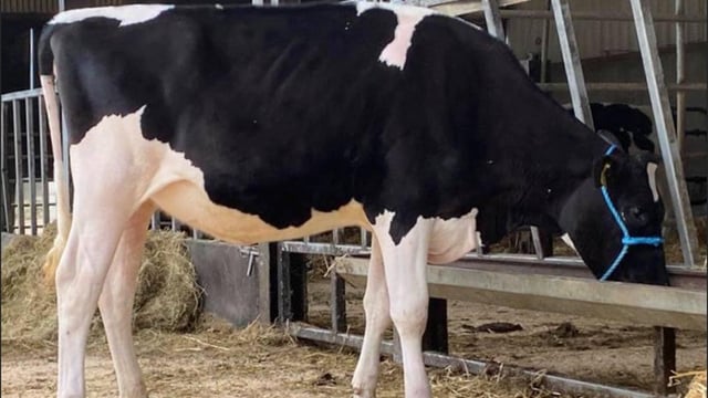 Dalevalley sky-high protein sale achieves top price of 10,500gns