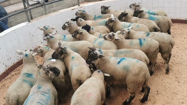 Sheep marts: Lamb prices fall in line with pulls in factory prices
