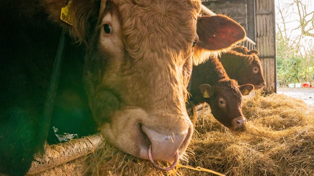 Prices for cattle to rise as milk will fall in 2023 - Teagasc