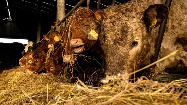 Beef prices 'must move' to reflect value of Christmas orders