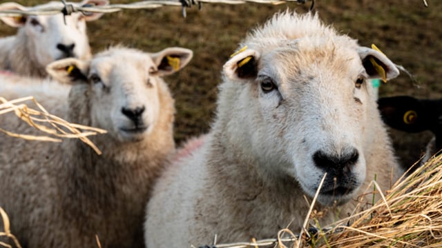 IBLA encourages members to support ICSA sheep protest