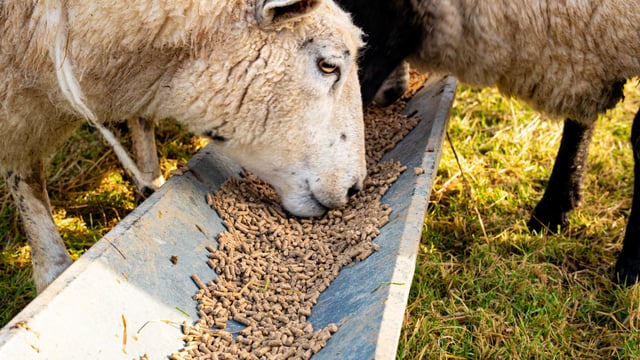 Sheep farms in crisis because of market prices