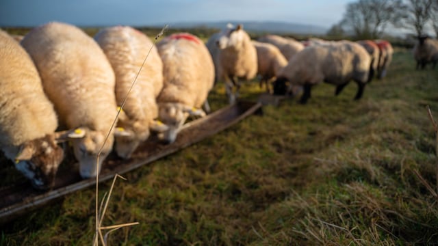Sheep trade: Prices from processors continue to hold