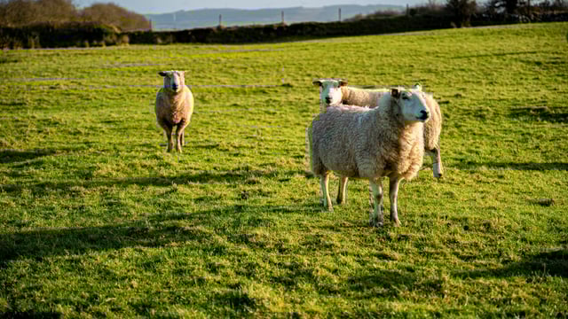 Farmers 'cannot continue to tolerate' livestock worrying - UFU