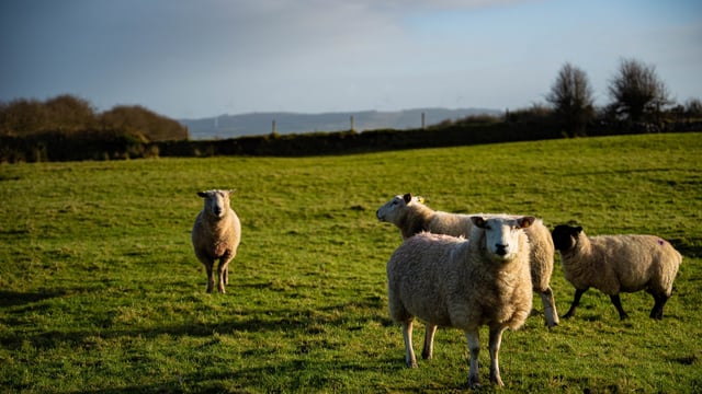 Claim new agri-environment scheme will be 'bureaucratic nightmare'