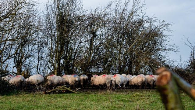 Blowfly strike warning for farmers in Northern Ireland