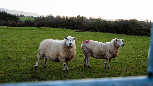 ICSA to host meeting on sheep sector crisis in Leitrim