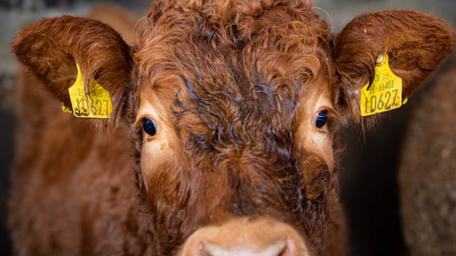 'More questions than ever before' on beef indices - IBLA