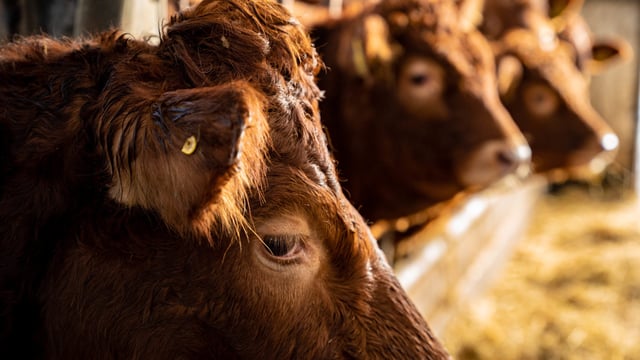 Hungary says foot-and-mouth disease 'successfully contained'