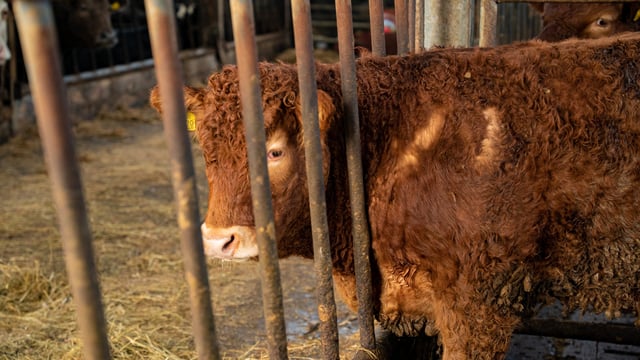 How many cattle have been reported missing or stolen so far in 2021?
