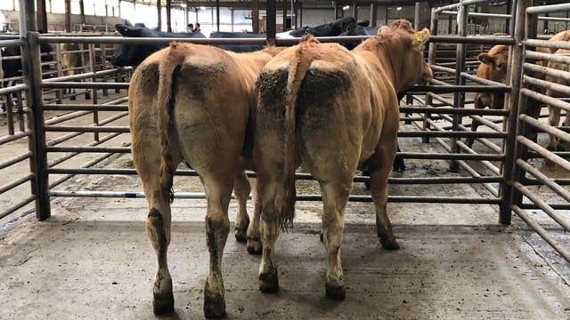 Pics and prices: Heifers and bullocks at Enniscorthy Mart