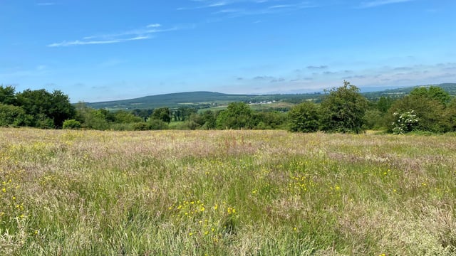 55ac with 'good road frontage' for sale at Timahoe, Co. Laois