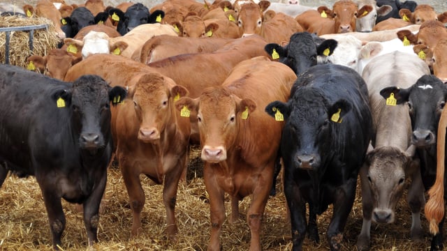 UK beef trade continues to improve despite Irish trend