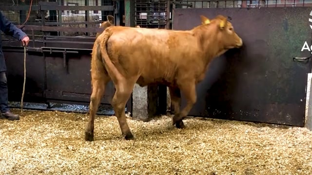 Video: Weanling heifer trade off to a flying start