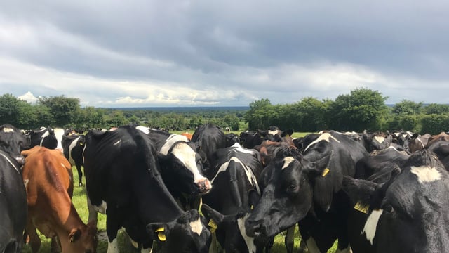 Dairy Focus: Using dung beetles to manage parasites in Co. Laois