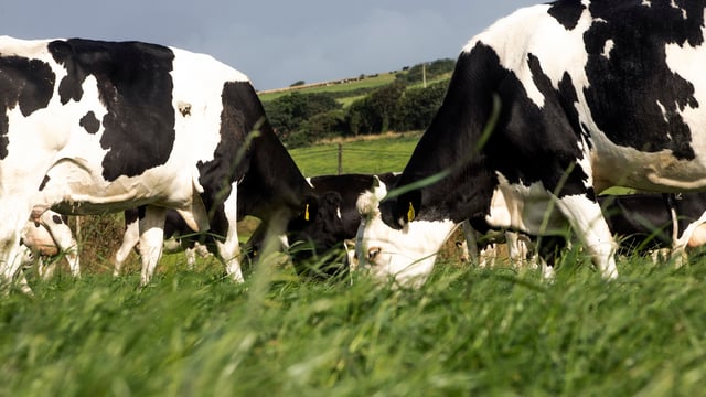 Milk price cuts are 'unsustainable' - ICMSA