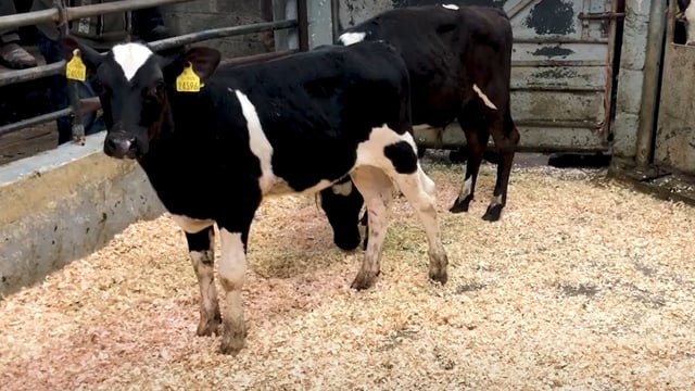 Calf trade: Online trade very active for strong calves at Gortatlea