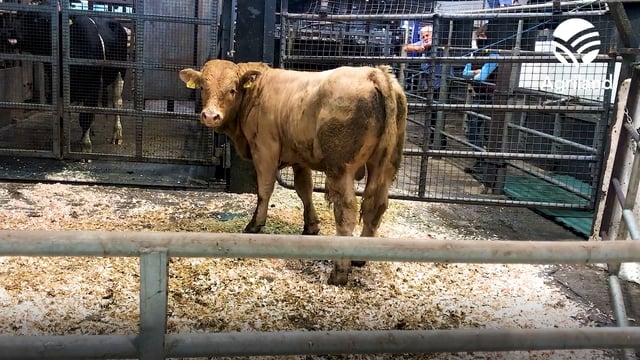 Video: Almost 300 bulls on offer at Carnaross Mart