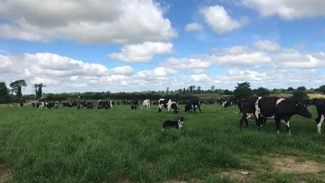 Dairy Focus: 'It was a team effort to make the farm successful'