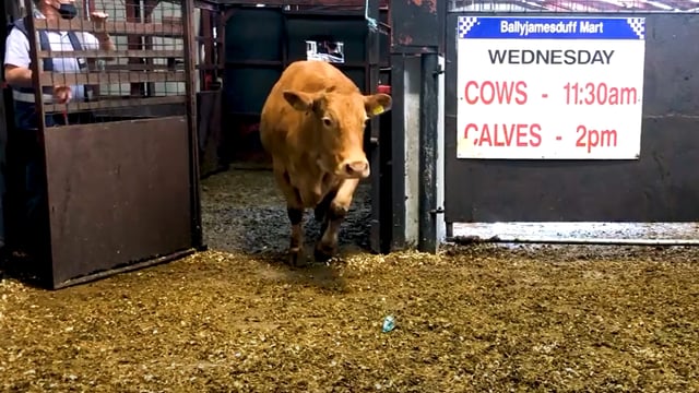 Video: Cull cow comes into €2,120 at Ballyjamesduff Mart