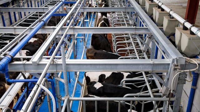 New milking method launched aimed at cutting milking time