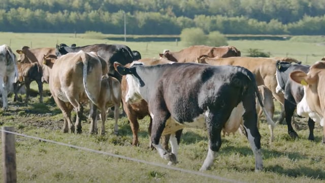 Video: Inside Ireland's largest suckler farm operation