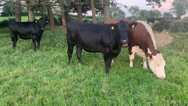Factory quotes: Hot weather helps firm up beef trade
