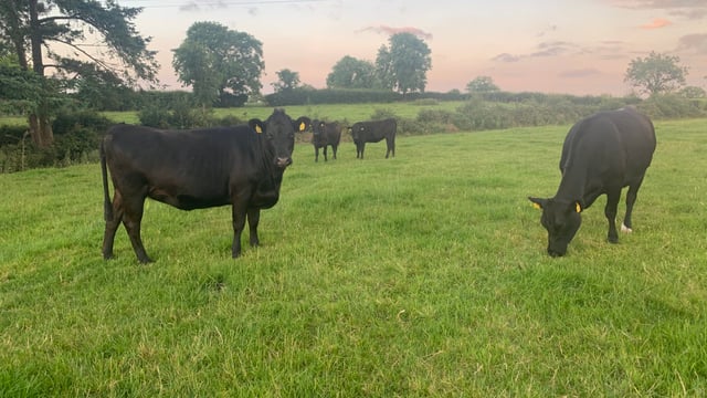 Potential for PGI beef bonus of over 40c/kg for farmers