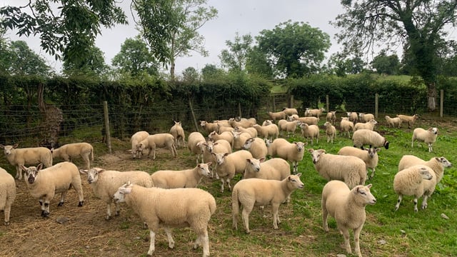 Eid boosts lamb prices in the UK