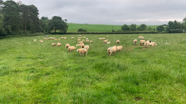 Sheep kill: Throughput climbs to over 58,000 head for last week