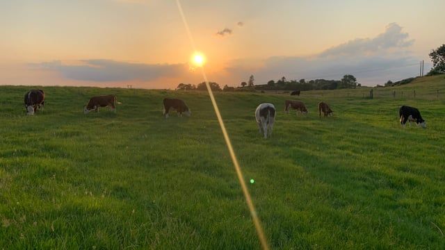 Irish beef price over 40c/kg behind northern beef price