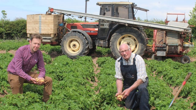 Irrigation now in use to maintain potato yields