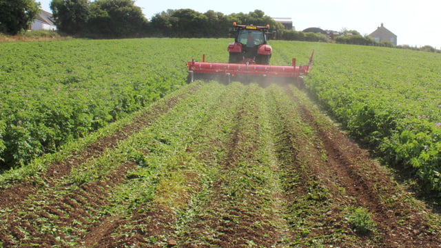 Met Éireann: Potato blight warning for entire country