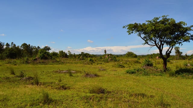 Agri-food companies sought for developing commercial projects in Africa