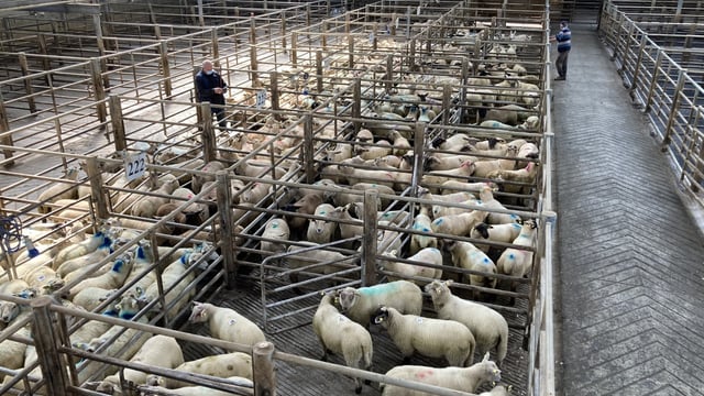 Kilkenny Mart manager has 'never witnessed such prices' for lambs