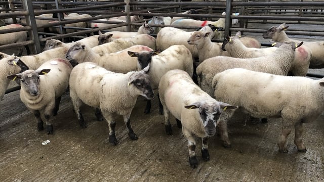 Deadweight lamb prices in Great Britain increase