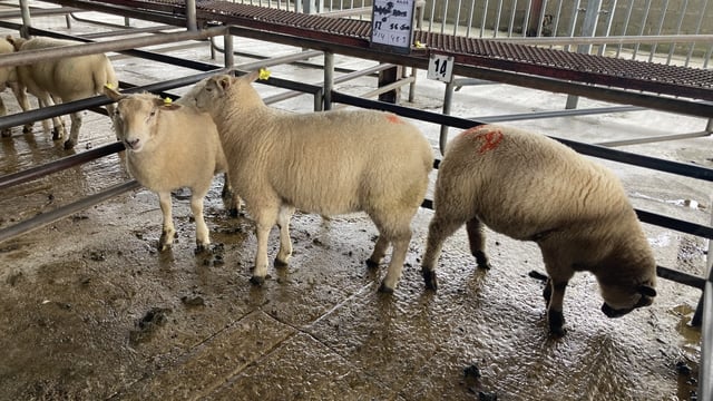 Sheep marts: Lamb prices well back at marts last week
