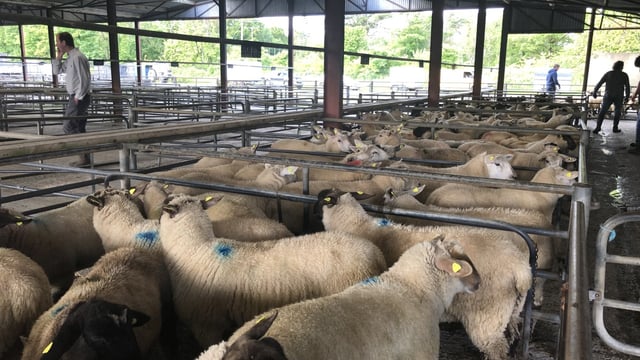 Lamb prices take a beating at marts as factory prices continue to tumble