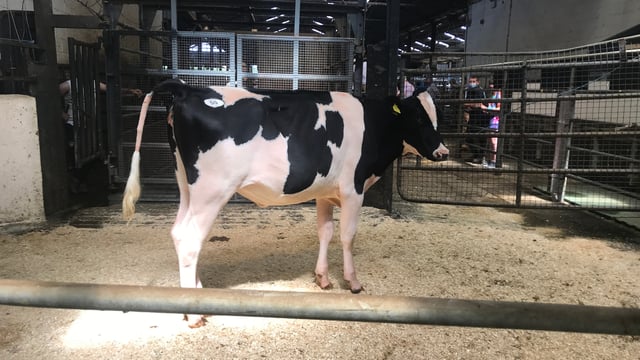 Haniko daughter makes top price at Monamore sale