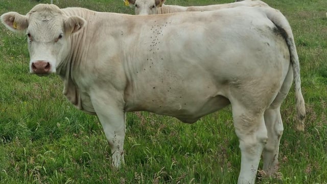 Sixmilebridge to host autumn-born weanling show and sale