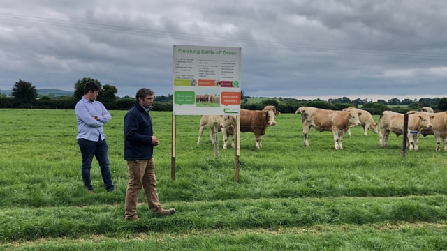 How much meal should I be feeding my beef cattle?