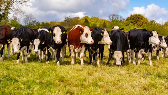 Twenty20 Beef Club takes coveted European award