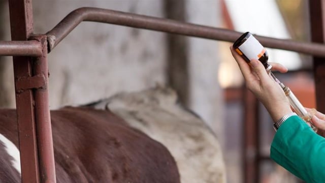 Lack of time hinders ability of vets to focus on sustainability