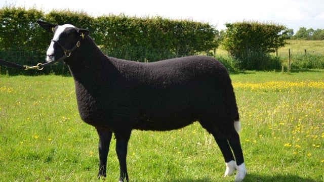 Zwartbles Éire breeders gear up for show and sale on Wednesday