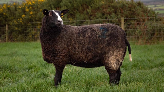 Irish Zwartbles Sheep Association in deadlock with the department