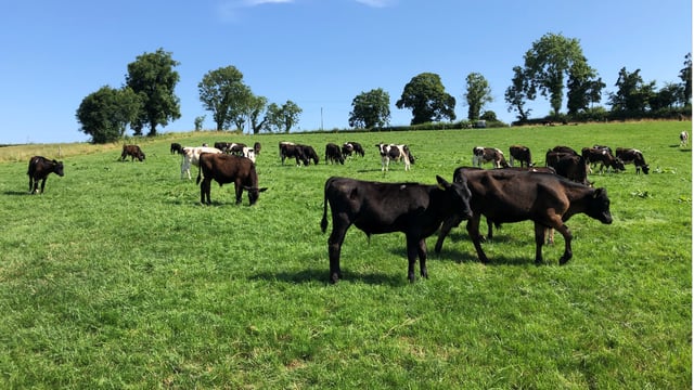 Beef Plan claims Commercial Beef Value tool could be improved