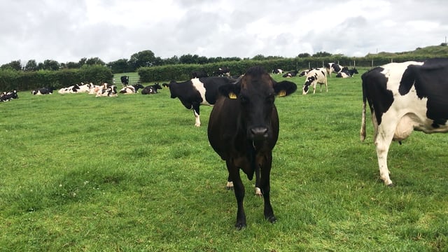 Using a synchronisation programme on late calvers