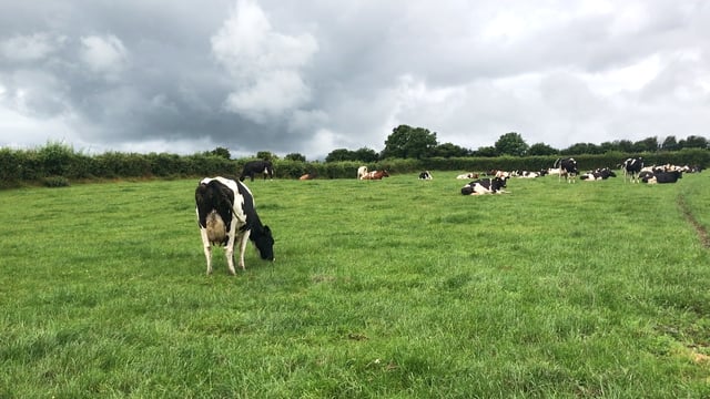 Milk Price Tracker: Upward trend continues