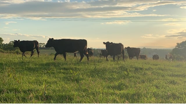 Beef price: More variability in factory quotes this week