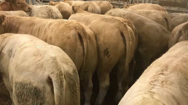 Beef kill: Factory ploy to pull prices fails to bolster kill